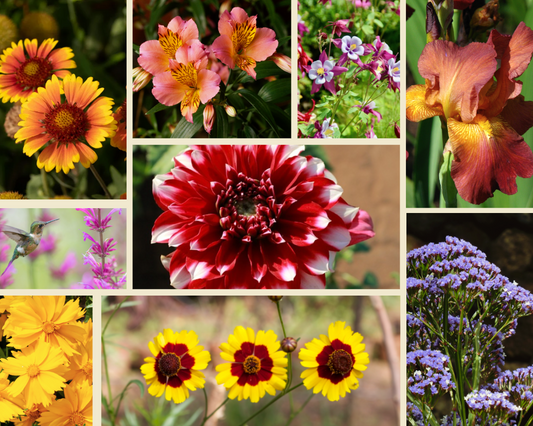 Muireann's Cut-Flower Garden + Frontyard fillers
