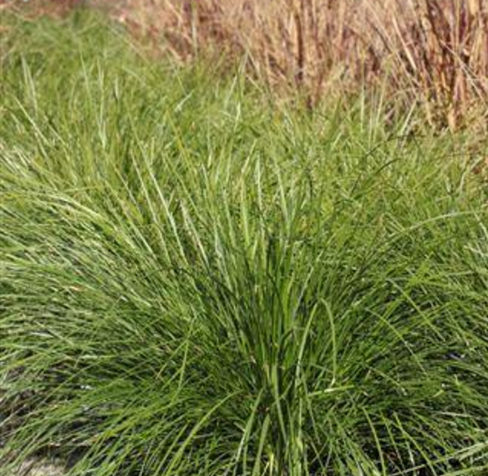 Lomandra Lawn Grass Pack | Low-water Meadow Lawn Alternative