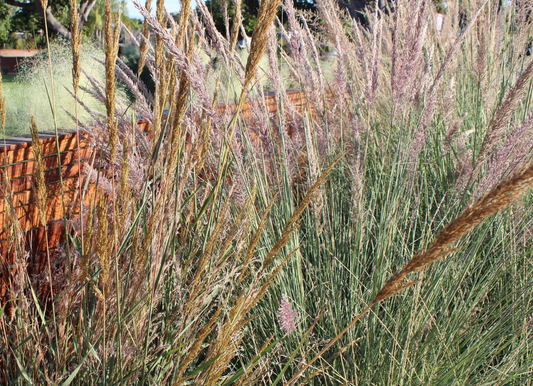 Wild Grass | California Ornamental Grass Meadow | 40+ Plants w/ Layout Plan