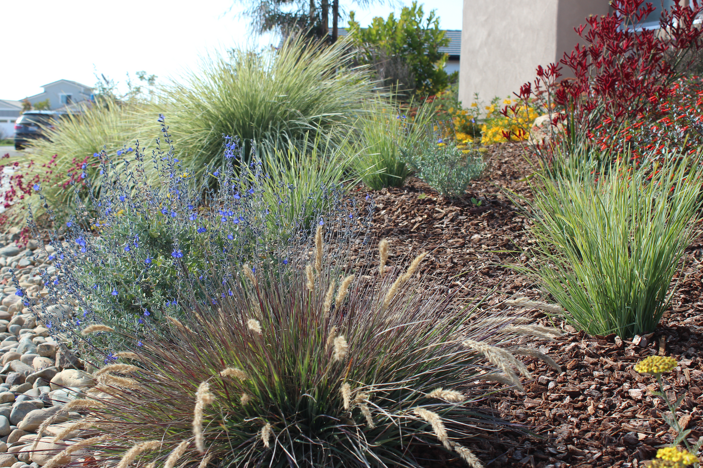 Dune Bloom | Low-Water Flowering Plant Set | Coastal California