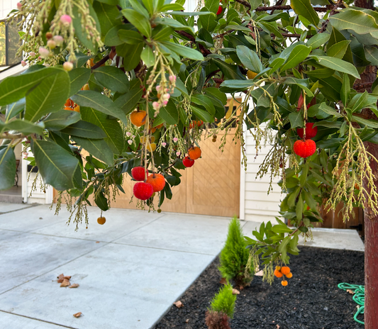 Strawberry Tree Add-on