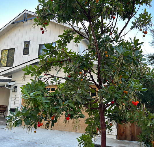 Strawberry Tree Add-on