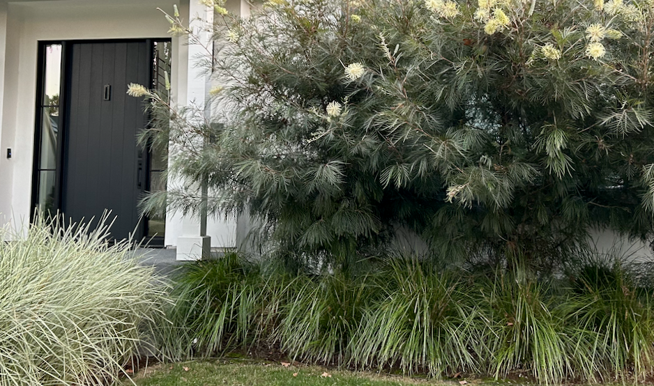Love & Limelight | Contemporary Low-Water Garden | 30+ Plants + Standard Planting Plan