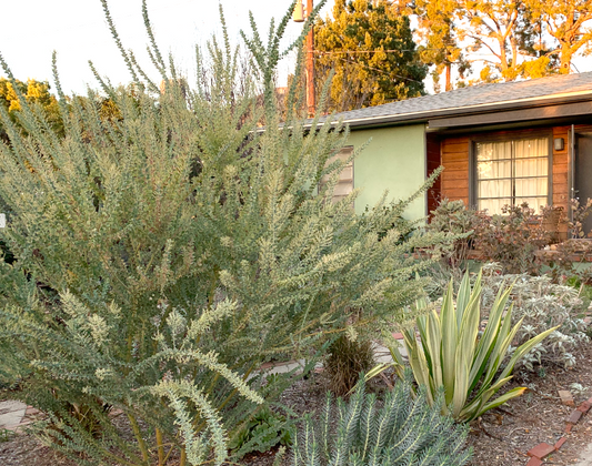 Surreal Estate | Australian Mediterranean Garden | 30+ Low-Water Plants w/ Layout Plan