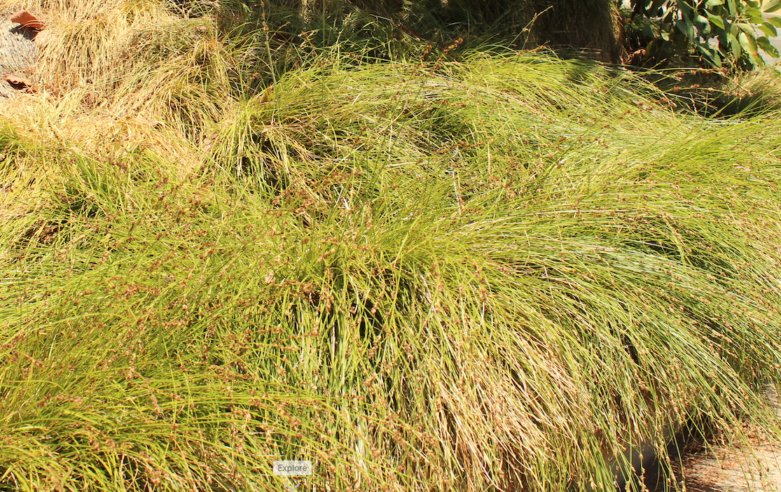 Set of 50 - Carex praegracilis plugs | Clustered Field Sedge Grasses | Southern California ONLY