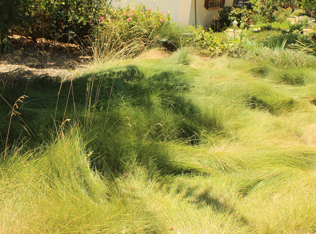 Set of 50 - Carex pansa plants | Dune Sedge Grasses | Southern California ONLY
