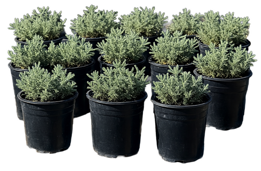 Lavender Cotton Groundcover 10-Pack | Hedge Friendly Ball Accent | Drought-Tolerant Fragrant