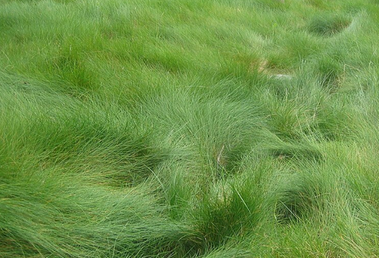 Set of 50 - Carex pansa plants | Dune Sedge Grasses | Southern California ONLY
