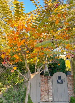 Pink Redbud Tree - Cercis Canadensis - Full-size 24" Box Tree