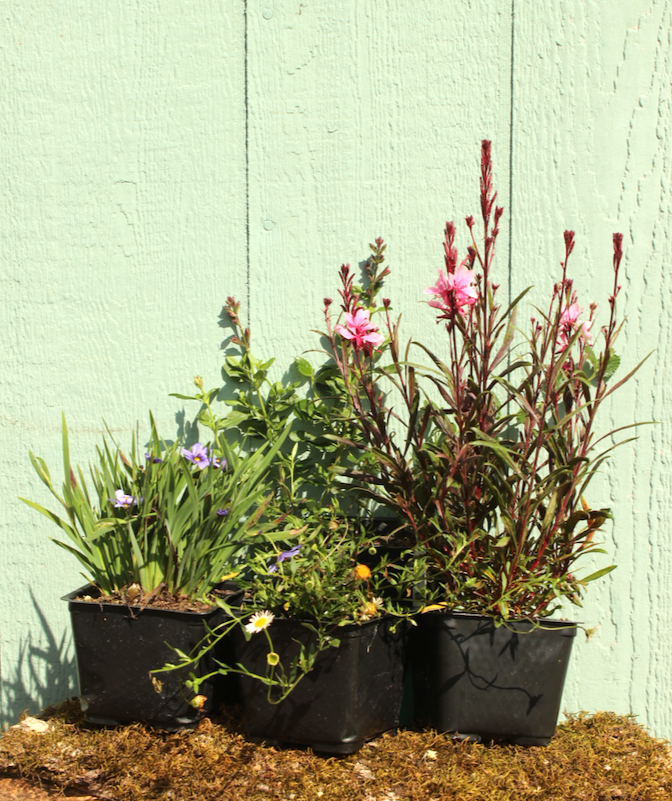 NEW Box-Shipped Preplanned Gardens (Garden of 12 x 4" Drought-Tolerant Plants w/ Layout Plan)