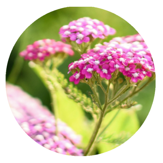 PRE-ORDER | Colorful 2" Yarrow Plugs - Native Groundcover Lawn Alternative | Spring Shipping (Copy)