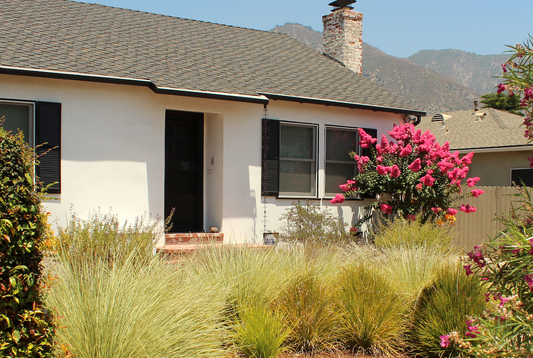 Long Mat Rush 10 Pack | Low-water Meadow Lawn Alternative | Australian Succulent Grass