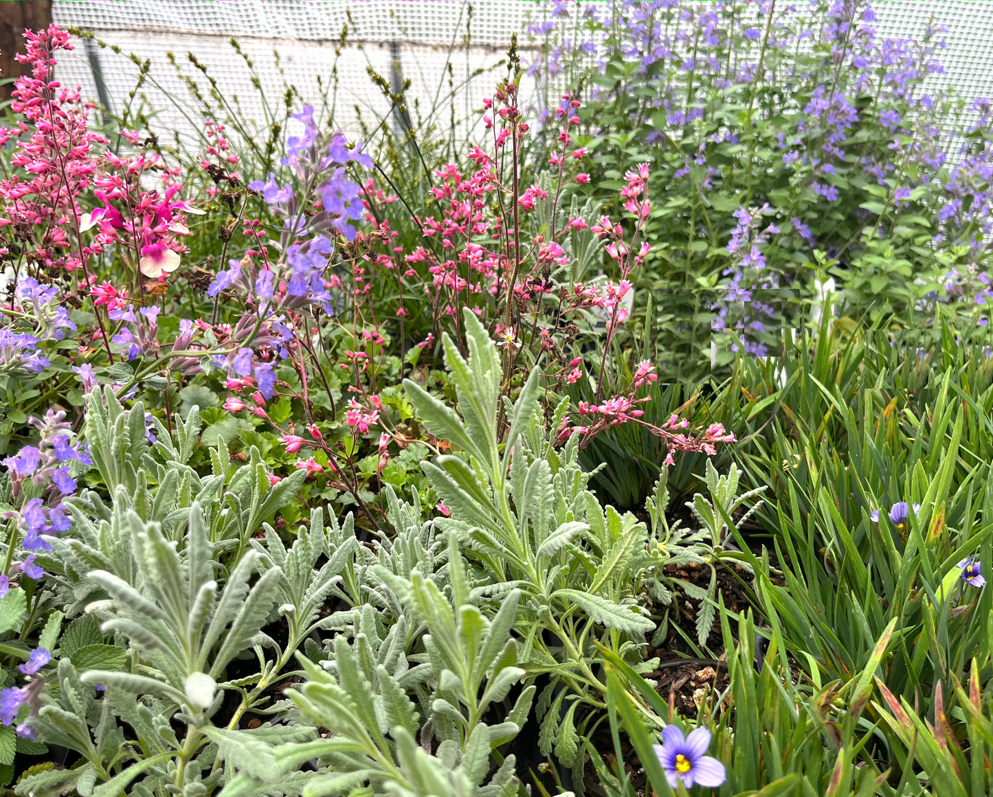 Box-Shipped Garden of 12 x 4" Purple Flowering Drought-Tolerant Plants