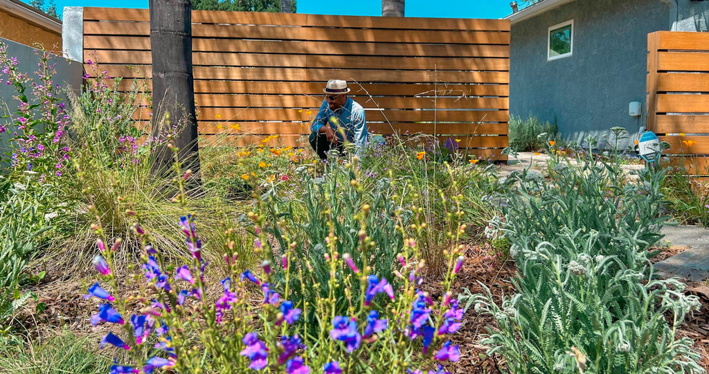 California Superbloom inspired frontyard garden with penstemon yarrow native grasses sages and golden poppies