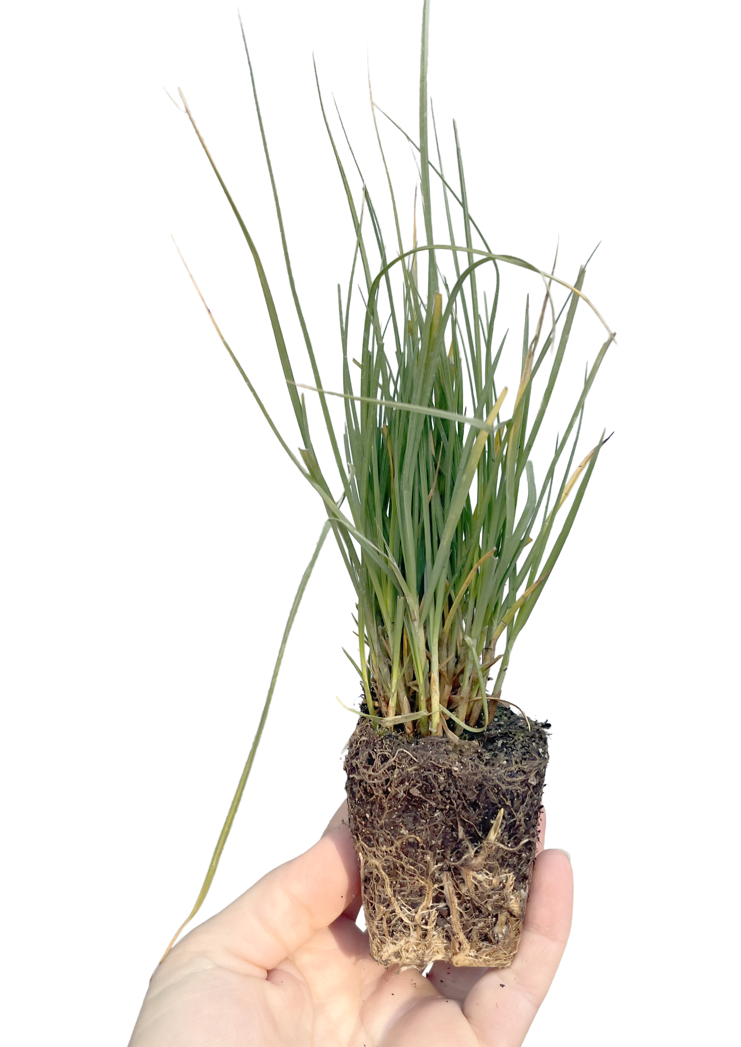 50 x California Native Grass Pack | Clustered Field Sedge