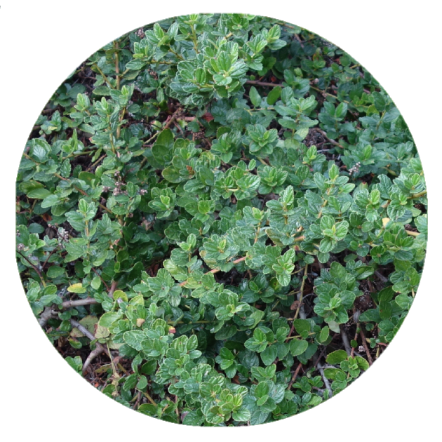 Groundcover Ceanothus Native Lilac 