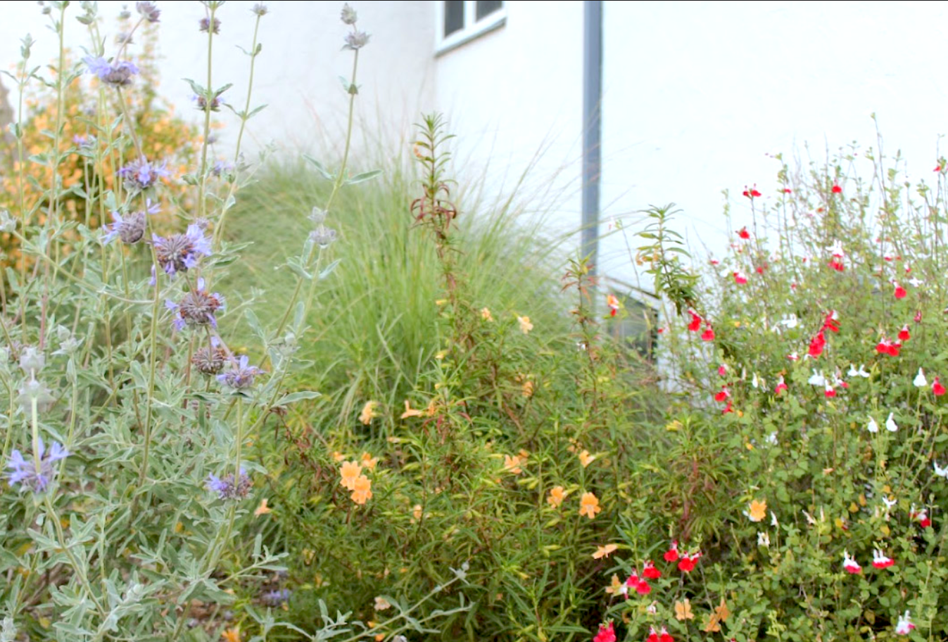 Royal Californian | California Native | 30+ Plants & Basic Layout Plan
