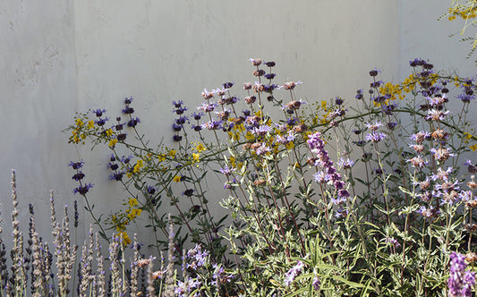 Mediterranean Magic Lavender Splash | 30+ Plants w/ Layout Plan | Backyard Preplanned Landscape