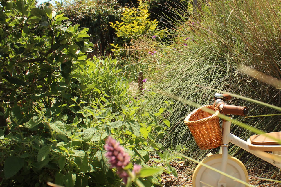 Old School Orchard | California Farmhouse Garden | 20+ Pollinator Plants & Fruit Trees