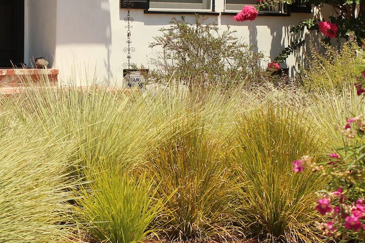 Long Mat Rush 10 Pack | Low-water Meadow Lawn Alternative | Australian Succulent Grass