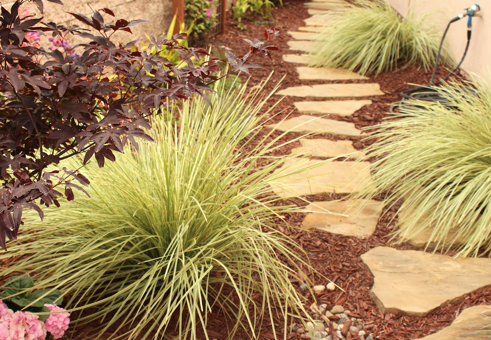 Lomandra Lawn Grass Pack | Low-water Meadow Lawn Alternative