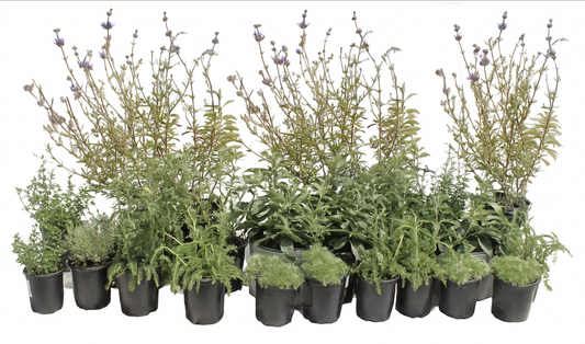 California Mediterranean Style | Landscaping Package | 35+ Low-Water Landscaping Plants w/ Plan