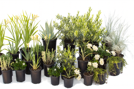 Mellow Maison | 30+ Plants w/ Layout Plan | Elegant Drought-Tolerant Garden