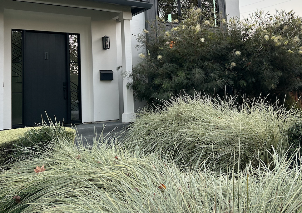 Love & Limelight | Contemporary Low-Water Garden | 30+ Plants + Standard Planting Plan