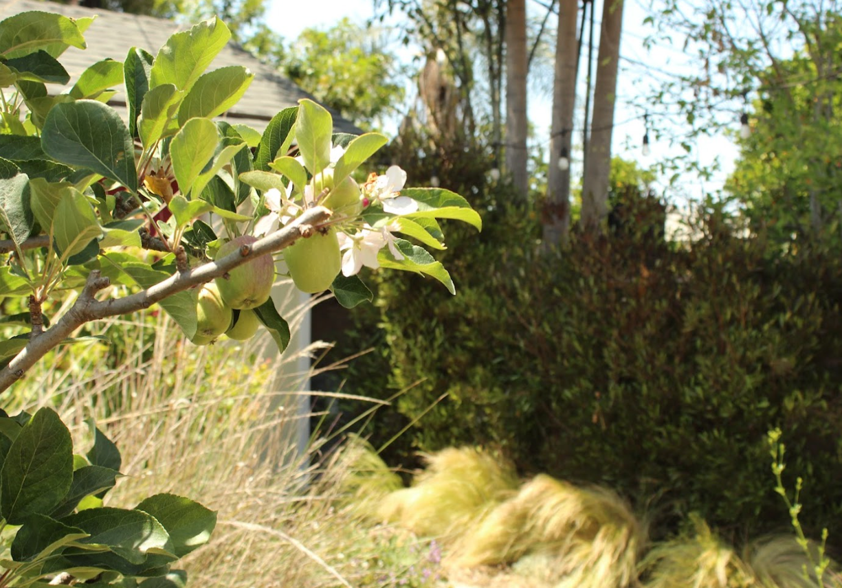 Old School Orchard | Farmhouse Preplanned Garden | Fruit Tree & Pollinator Plant Set