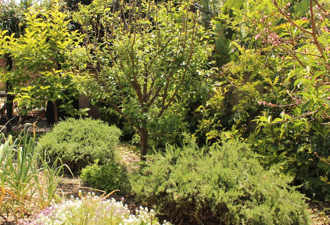 Old School Orchard | Farmhouse Preplanned Garden | Fruit Tree & Pollinator Plant Set