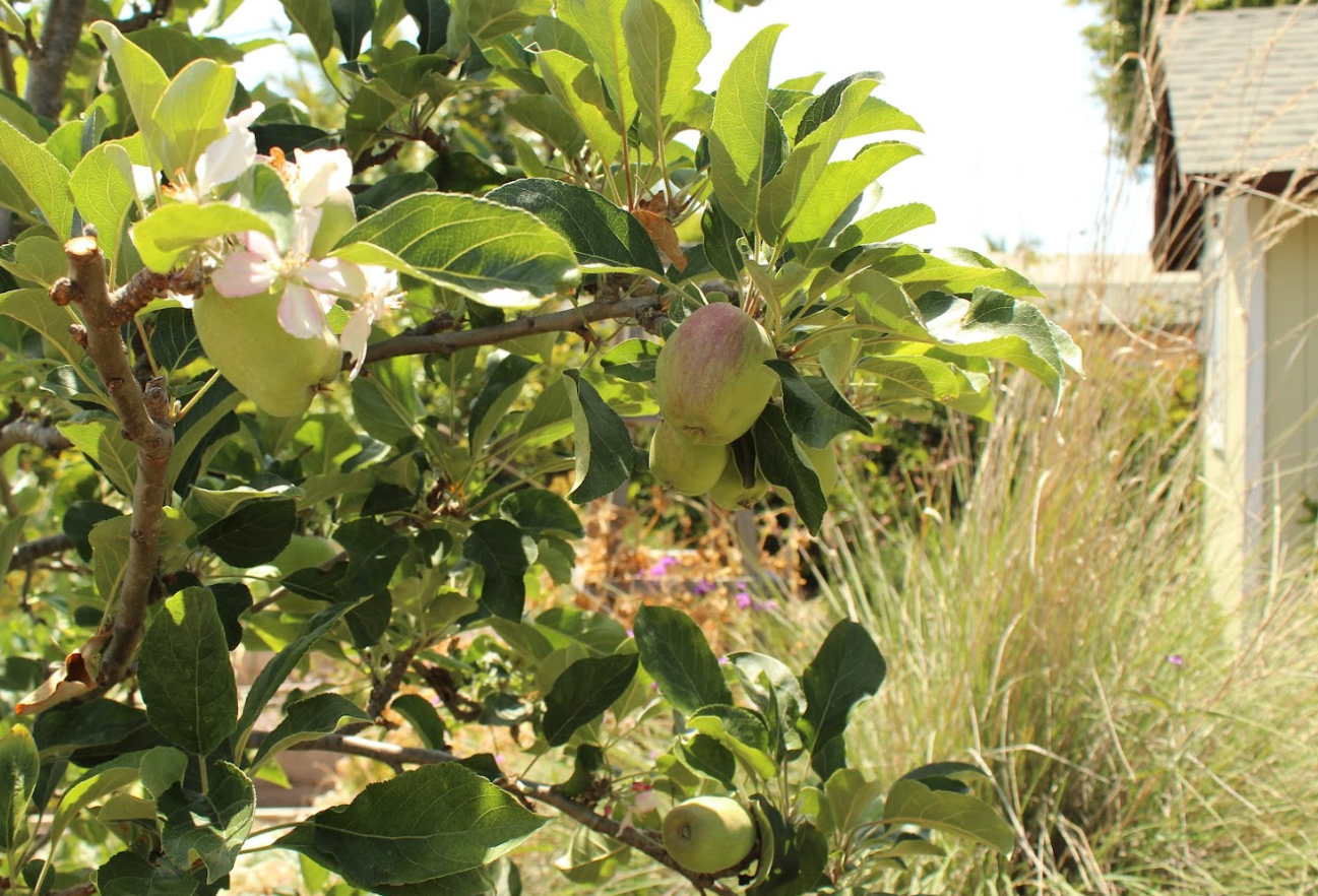 Old School Orchard | California Farmhouse Garden | 20+ Pollinator Plants & Fruit Trees