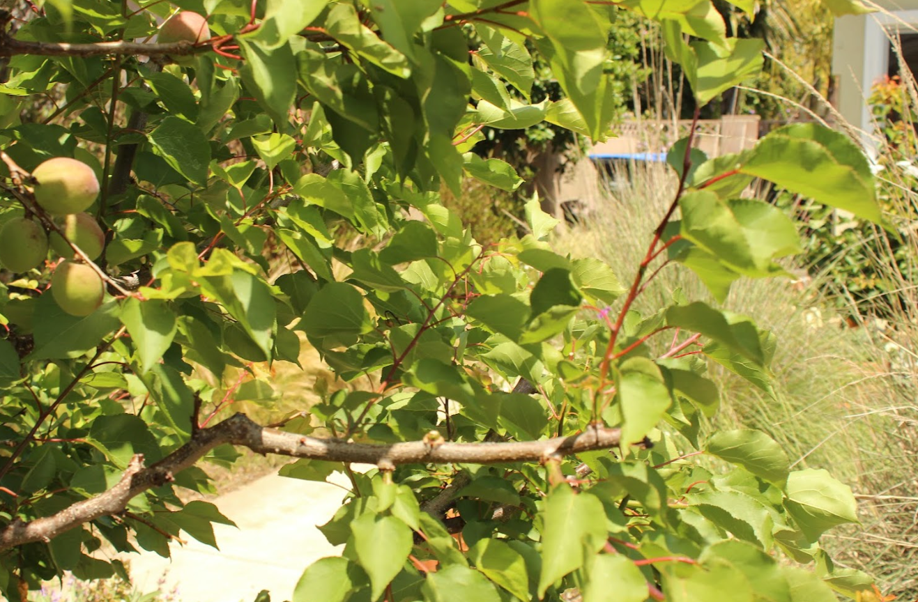 Old School Orchard | Farmhouse Preplanned Garden | Fruit Tree & Pollinator Plant Set