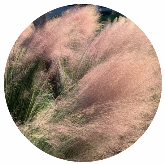 Muhlenbergia Meadow Grass Pack - Pink Muhly, Cloud Muhly or Deer Grass