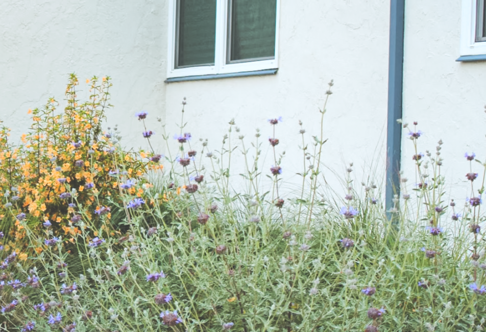 Royal Californian | California Native | 30+ Plants & Basic Layout Plan
