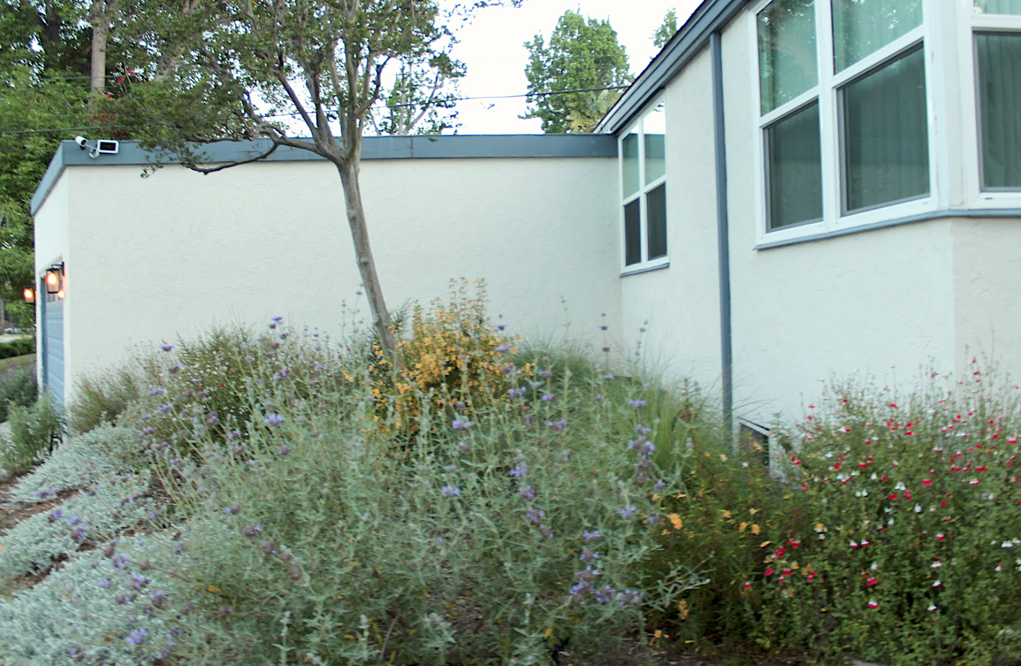 Royal Californian | California Native | 30+ Plants & Basic Layout Plan