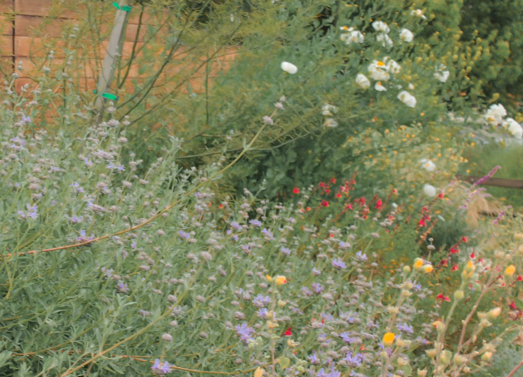Royal Californian | California Native | 30+ Plants & Basic Layout Plan