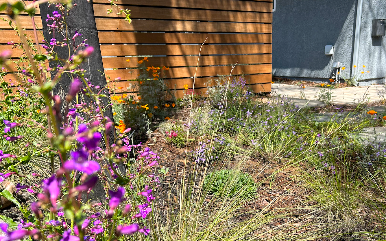 Superbloom Selfie | Southern California Native | Plant Package & Design Plan