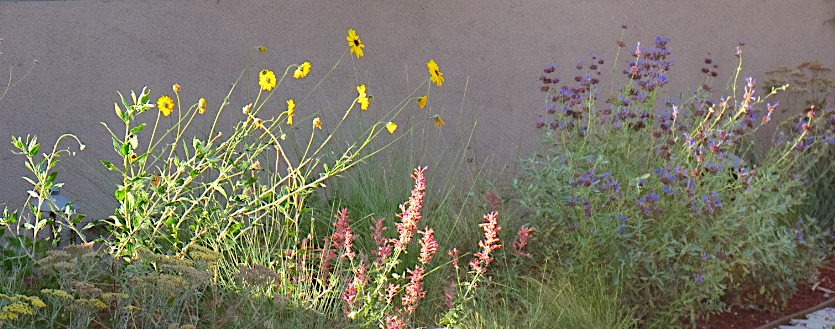 beautiful superbloom frontyard garden in north hollywood california