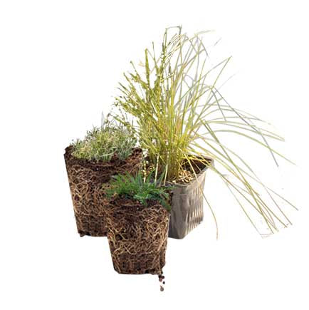 Native Meadow Grass Plugs: Meadow & Dune Sedge Carex