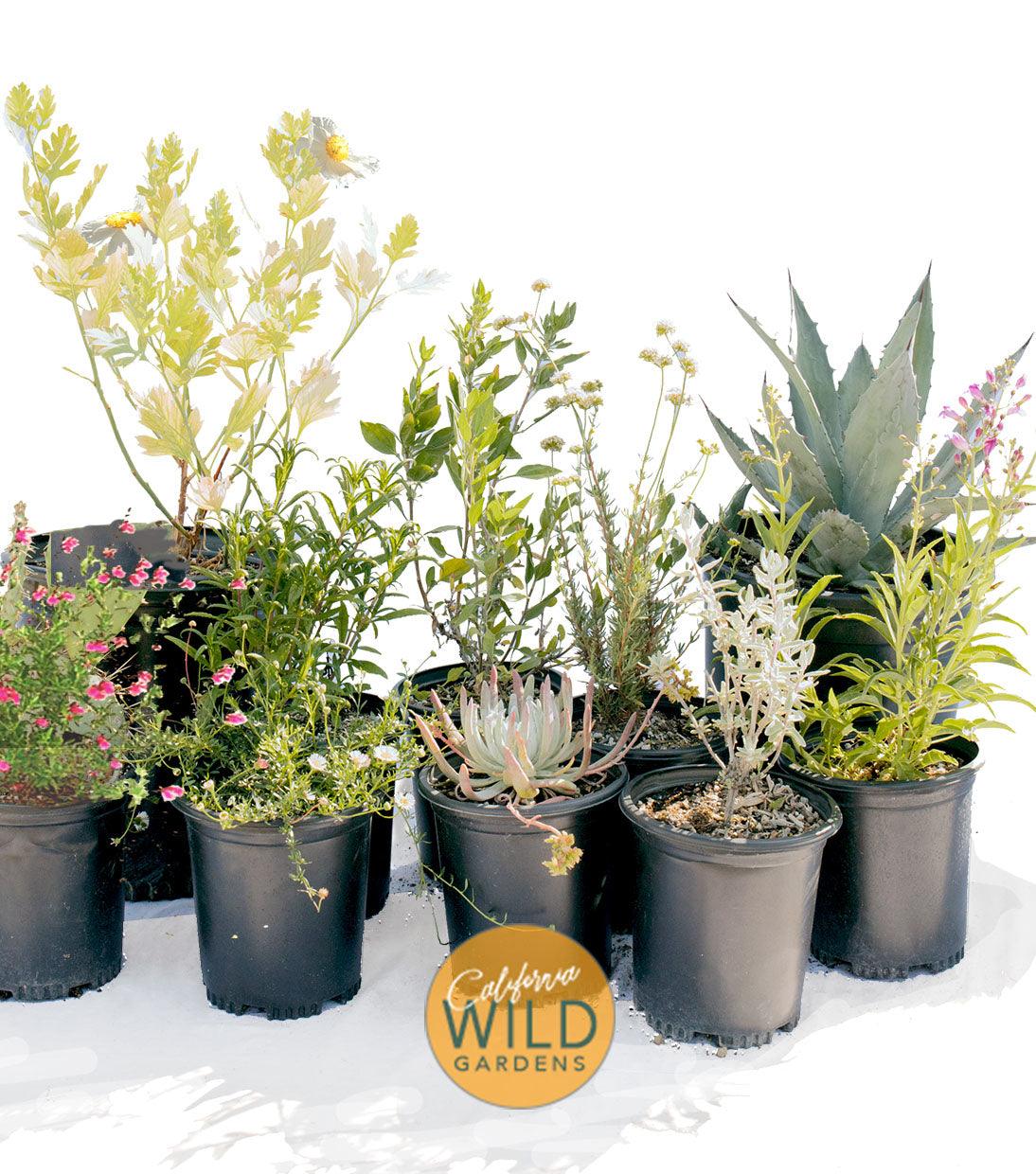 buy sage plant Sage Rich Silver | California Native