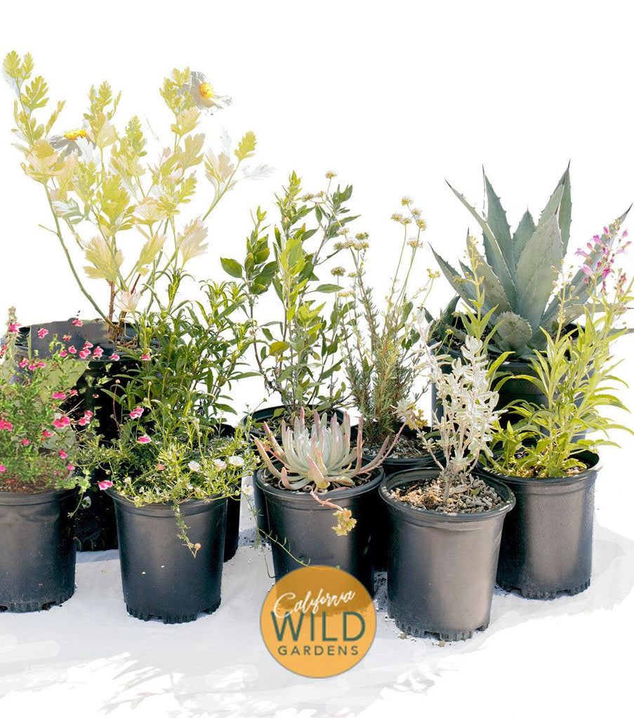 Sage Rich - California Wild Gardens - Plant Pack