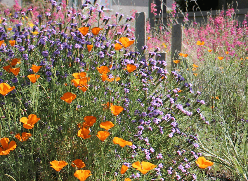 Superbloom Selfie | Southern California Native | Plant Package & Design Plan