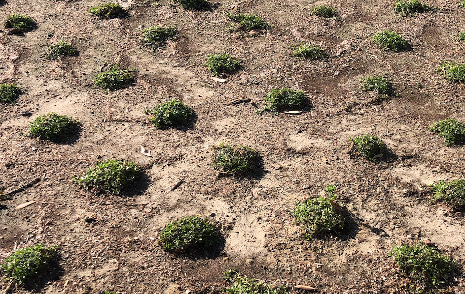 California Frogfruit Plugs - Native Groundcover Lawn Alternative