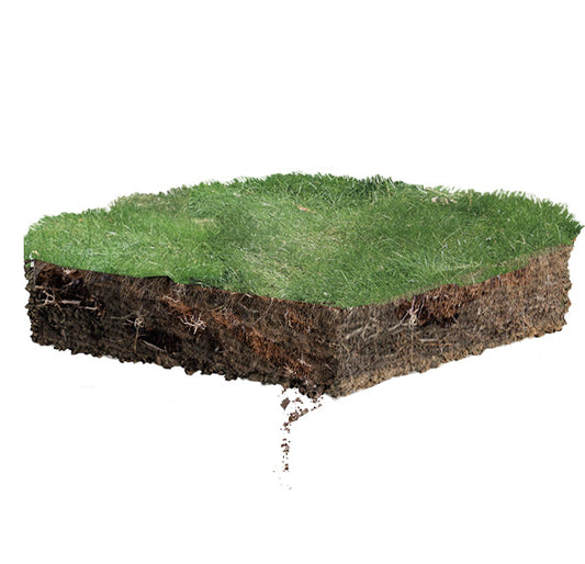 California Native Fescue - Festuca Californica - Lawn Sod