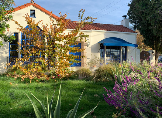California Native Fescue - Festuca Californica - Lawn Sod