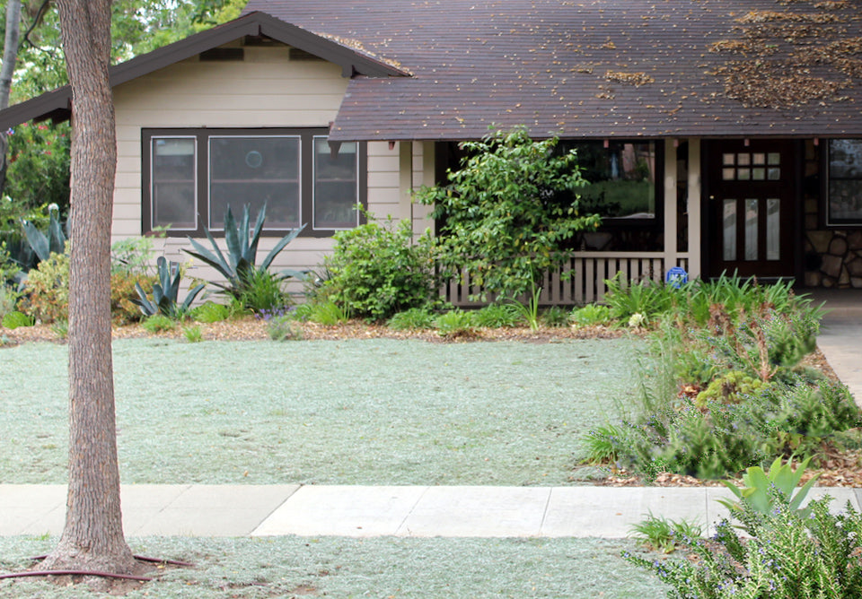 Silver Carpet Groundcover - Bulk Flats