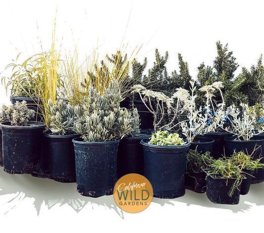 Soft Tuscan - California Wild - Plant Pack