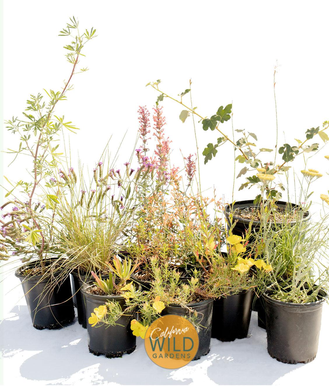 california native plants for pots California Native | Wildflower Garden