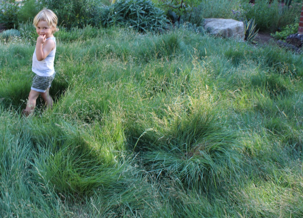 California Native Sod - DIY Buy & Install