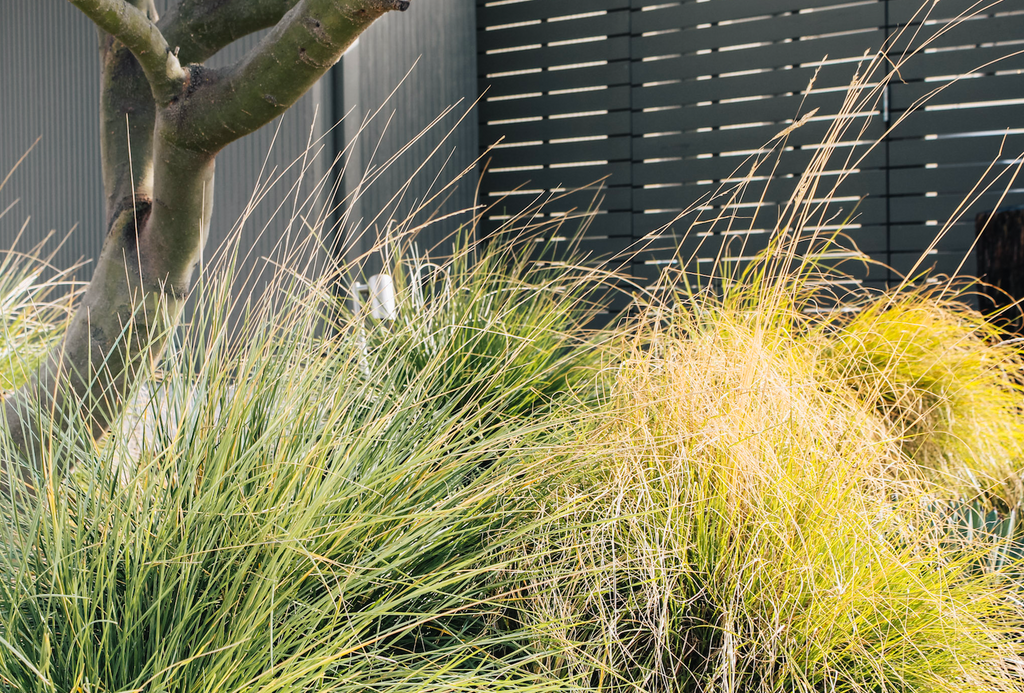 All About Ornamental Grasses - California Wild Style
